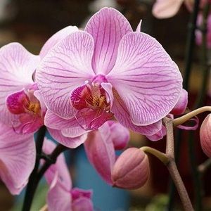 Meet your Posher, Marlin